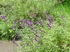 Salvia leucantha