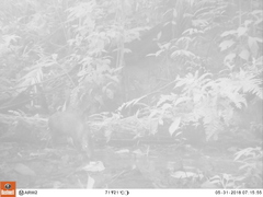 Dasyprocta fuliginosa