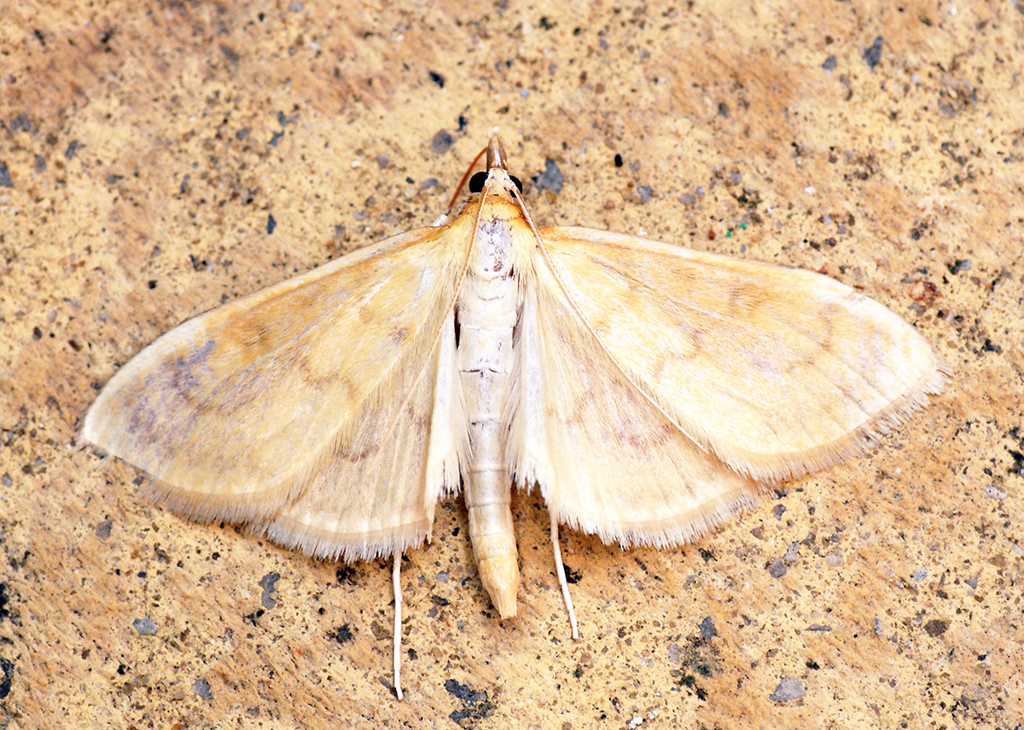 Translucent Pearl