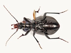 Sphaeroderus stenostomus lecontei