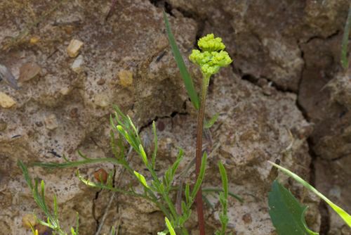 Image of Lomatium caruifolium by (c) Arvel Hernandez, some rights reserved (CC BY)