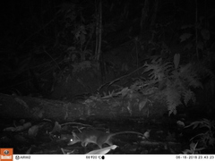 Philander opossum