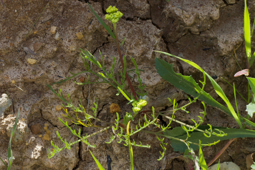 Image of Lomatium caruifolium by (c) Arvel Hernandez, some rights reserved (CC BY)