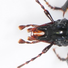 Sphaeroderus stenostomus lecontei