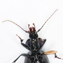Sphaeroderus stenostomus lecontei