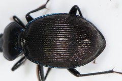 Sphaeroderus stenostomus lecontei