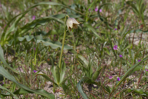 Image of Fritillaria agrestis by (c) Arvel Hernandez, some rights reserved (CC BY)
