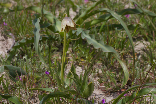 Image of Fritillaria agrestis by (c) Arvel Hernandez, some rights reserved (CC BY)