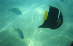 Holacanthus passer