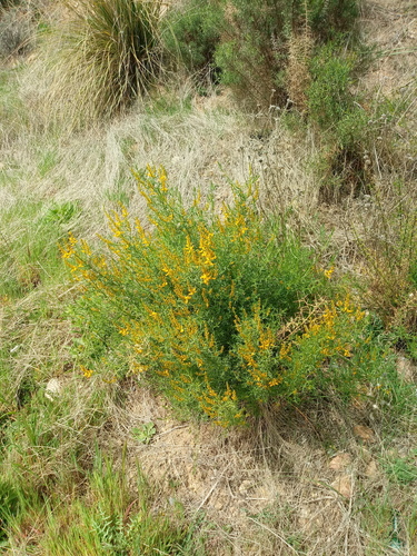 Genista tricuspidata image