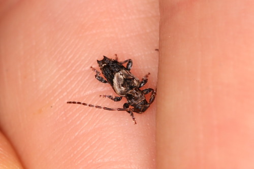 Lesser thorn-tipped longhorn beetle photo 5