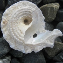 Astraea heliotropium