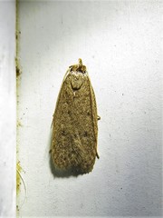 Autostichidae