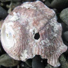 Astraea heliotropium