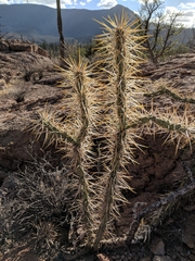Cylindropuntia molesta molesta