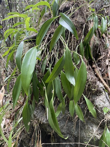 Pleurothallis ruscifolia