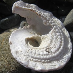 Astraea heliotropium