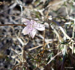 Stephanomeria exigua