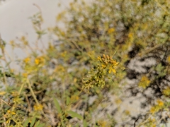 Cleomella palmeri