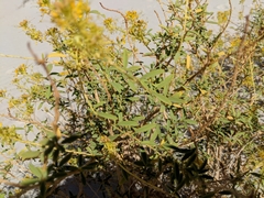 Cleomella palmeri