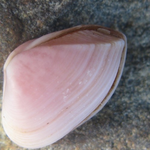 Corbula zelandica