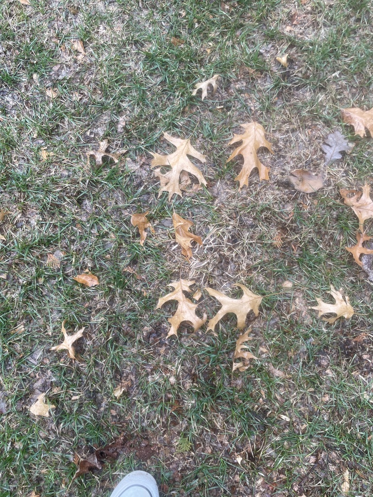 northern-pin-oak-from-michigan-state-university-east-lansing-mi-us