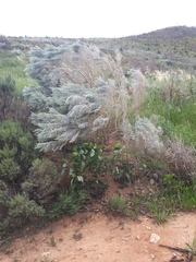 Aspalathus candicans