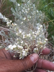 Aspalathus candicans