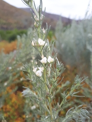 Aspalathus candicans