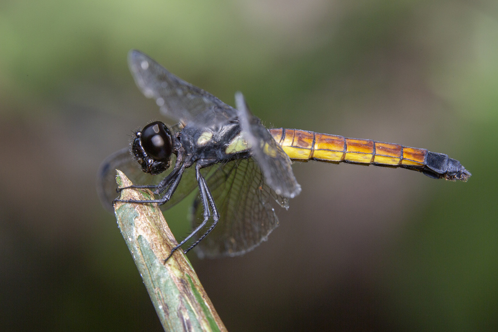 Lyriothemis kameliyae