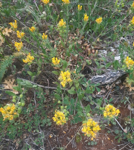 Physaria densiflora observed 2023-04-02