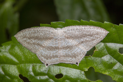 Acropteris ciniferaria