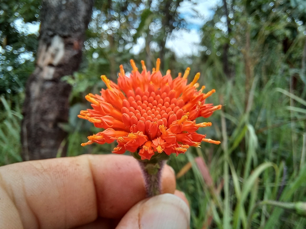 Hypericophyllum angolense