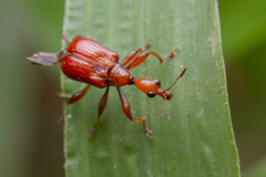 Apoderinae