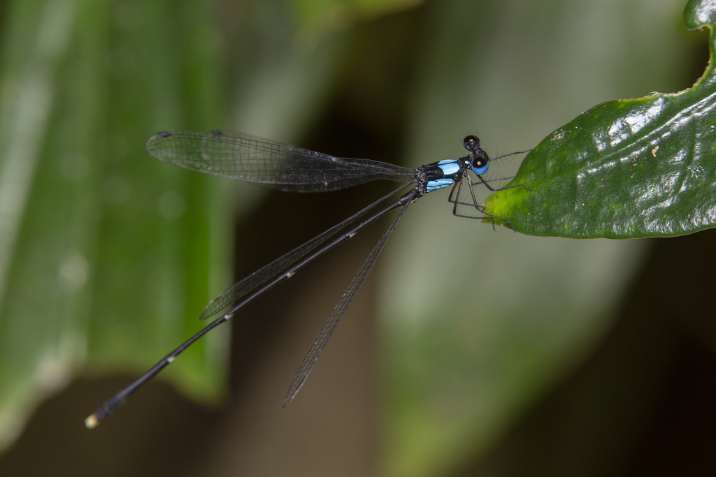 Coeliccia sasamotoi