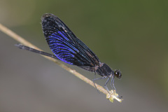 Euphaea masoni