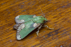 Parasa pastoralis