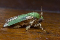 Parasa pastoralis