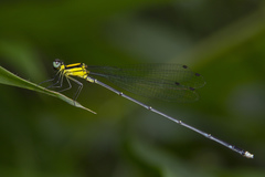 Coeliccia chromothorax
