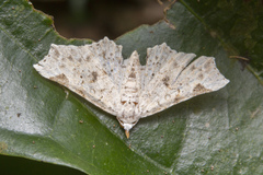 Prolophota trigonifera