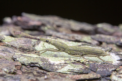 Ceocephalus
