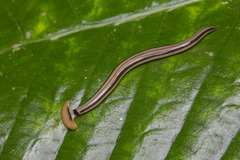 Bipalium persephone