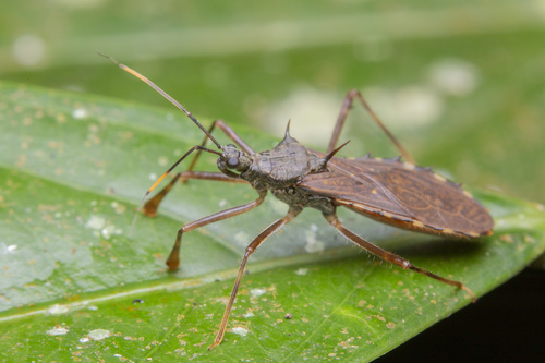 Valentia hoffmanni · iNaturalist