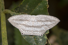 Acropteris ciniferaria