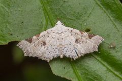 Prolophota trigonifera