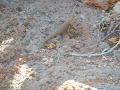 Sceloporus hunsakeri