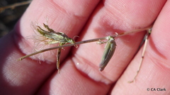 Stephanomeria exigua