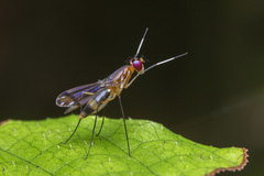 Nothybus sumatranus
