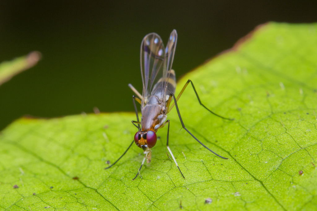 Nothybidae