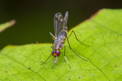 Nothybus sumatranus